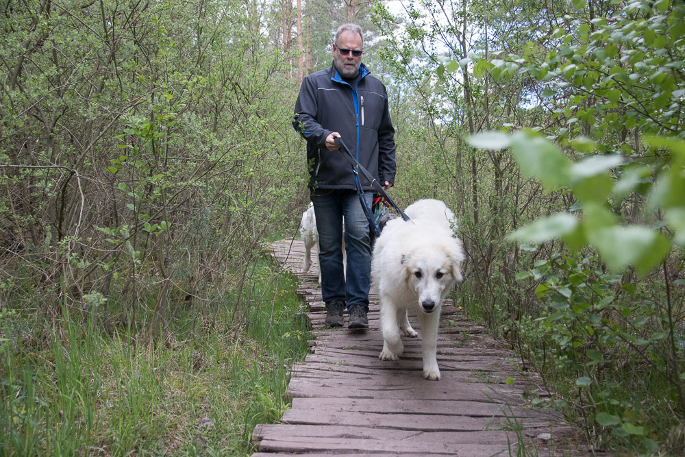 Pyrenäenberghund - 22. Mai 2021 - Spaziergang NSG Tennenloher Forst