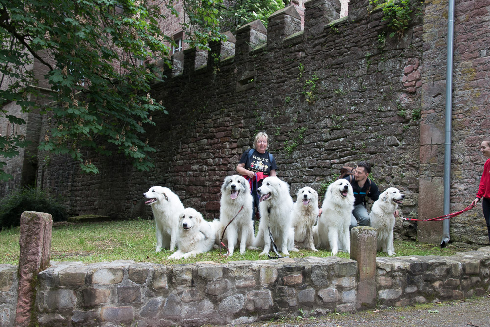 Pyrenäenberghund - 06. Juni 2021 - Spaziergang „6 Burgen am Neckar“