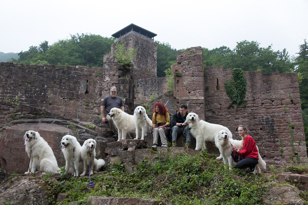 Pyrenäenberghund - 06. Juni 2021 - Spaziergang „6 Burgen am Neckar“ - Gruppenbild