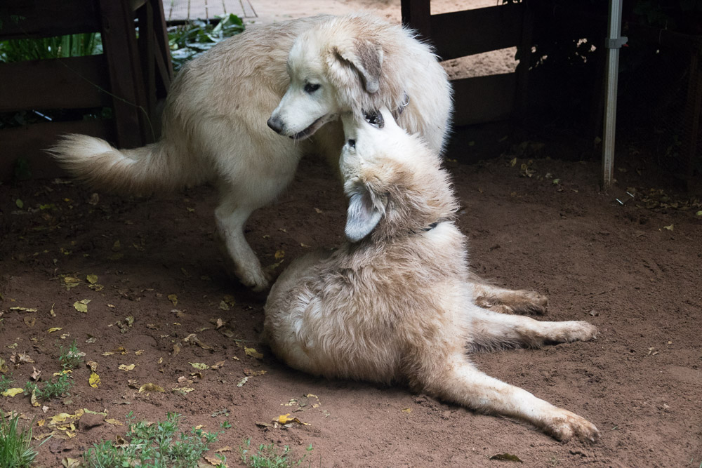 Pyrenäenberghund - 08. Juli 2021 - Besuch von Gerome
