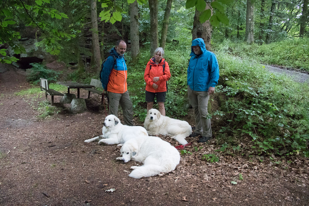 Pyrenäenberghund - 11. Juli 2021 - Spaziergang bei Calw - Gruppenbild