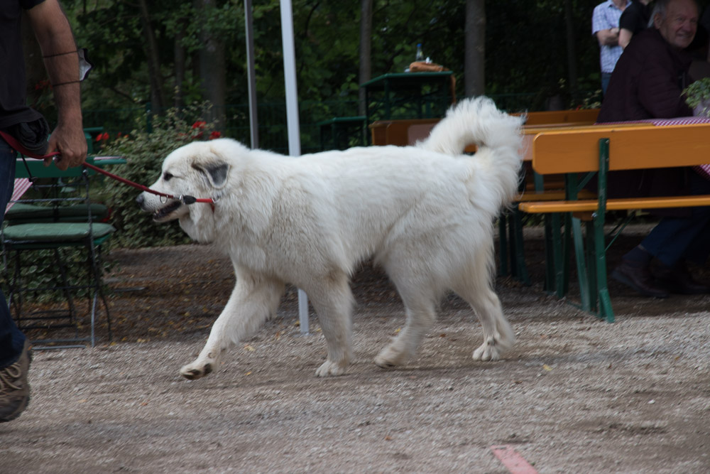 Pyrenäenberghund - 08. August - Körung von Faina