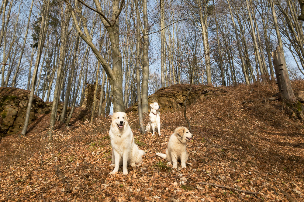 Pyrenäenberghund - 20. bis 27. Februar 2021 - Gemma ist wieder da - Gruppenbild