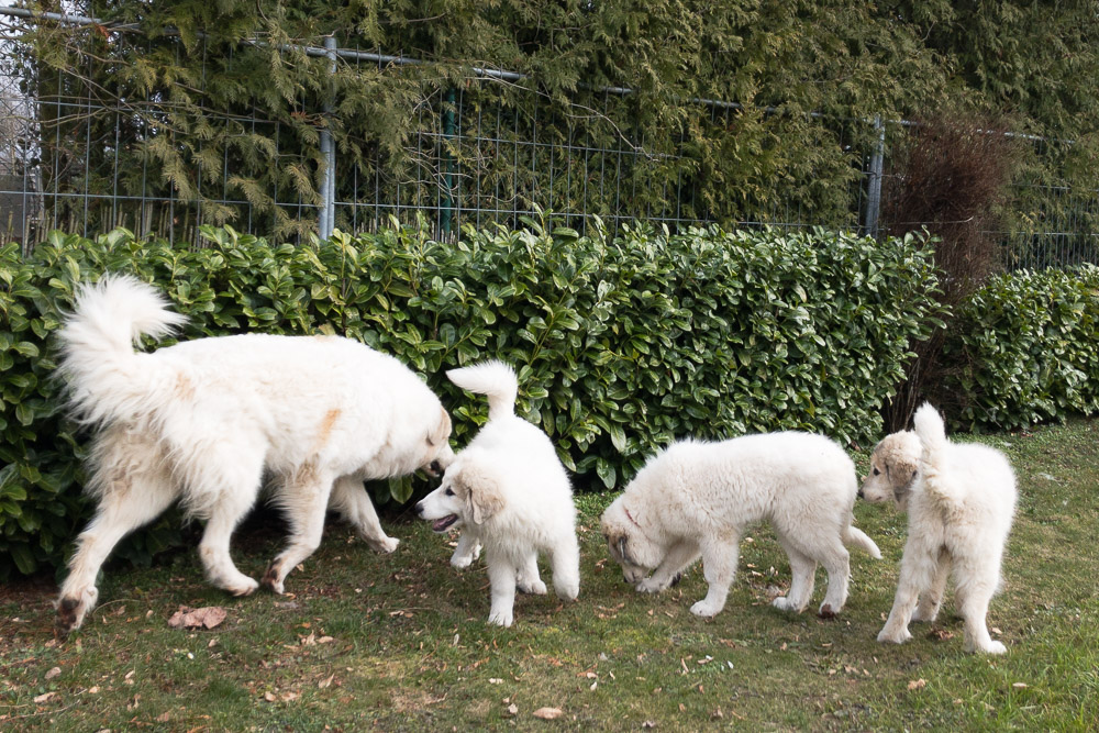 Pyrenäenberghund - 20. bis 27. Februar 2021 - Gemma ist wieder da