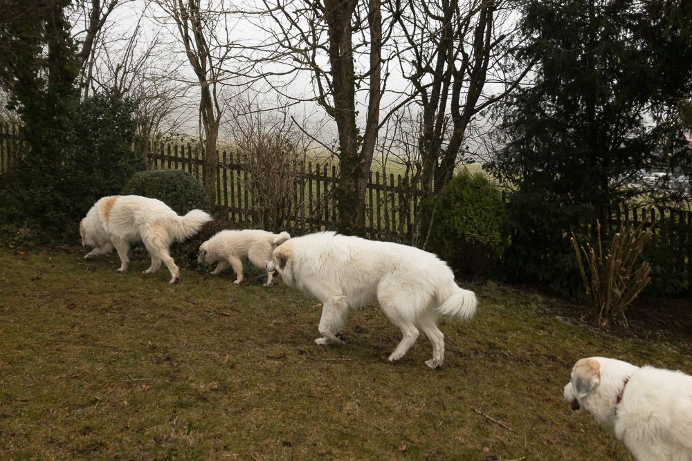 Pyrenäenberghund - 28. Februar 2021 - Gemma bezieht ihr neues Zuhause - Gruppenbild