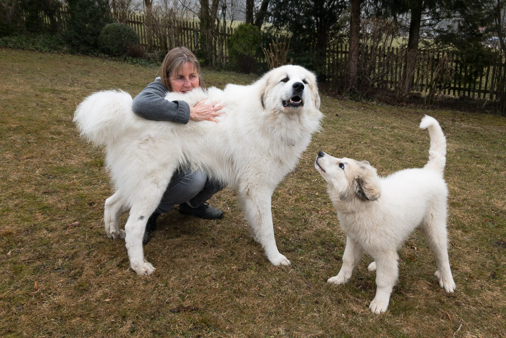 Pyrenäenberghund - 28. Februar 2021 - Gemma bezieht ihr neues Zuhause