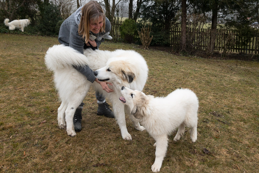 Pyrenäenberghund - 28. Februar 2021 - Gemma bezieht ihr neues Zuhause
