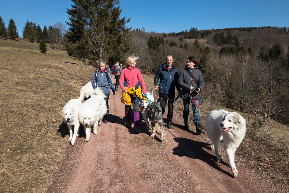 Pyrenäenberghund - 07. März 2021 - Wanderung Thüringer Wald (Schönbrunn)