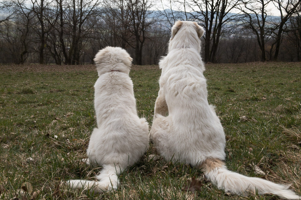 Pyrenäenberghund - 3. - 11. März 2021 - Besuch von Giselle und Grisu