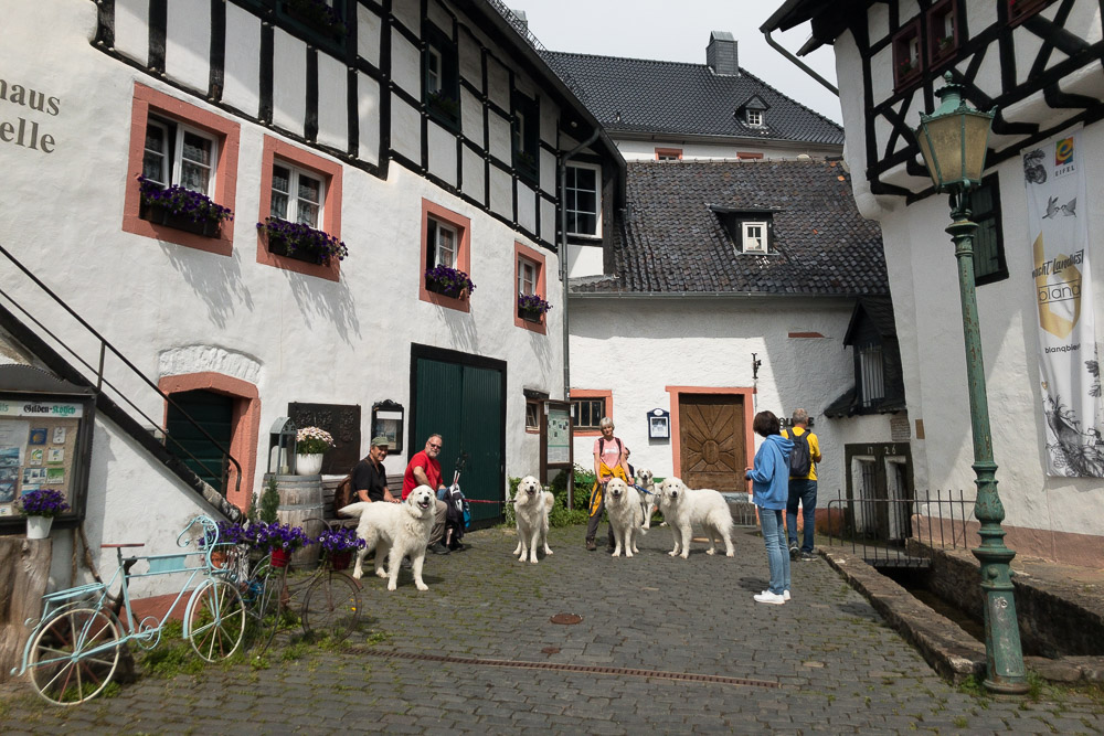 Pyrenäenberghund - 03. - 06. Juni 2022 - Zu Besuch bei Ghislaine alias Ghili in der Eifel