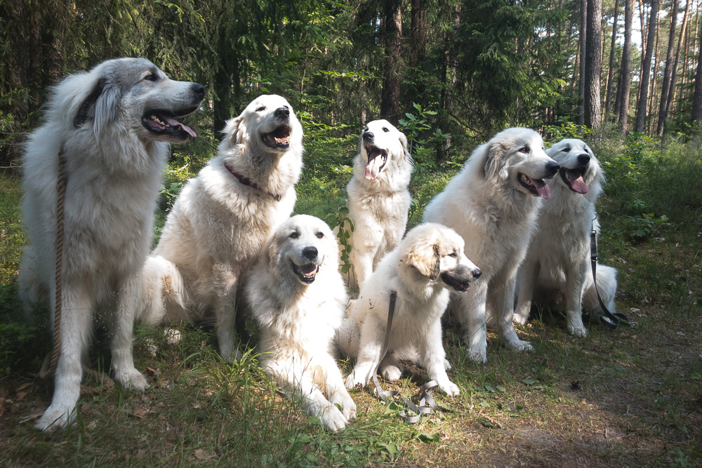 Pyrenäenberghund - 19.-26. Juni 2022 - Besuch von Fabrice - Gruppenbild
