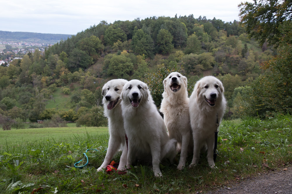 Pyrenäenberghund - 03. Oktober 2021 - Spaziergang Entringen (Schwäbische Alb)