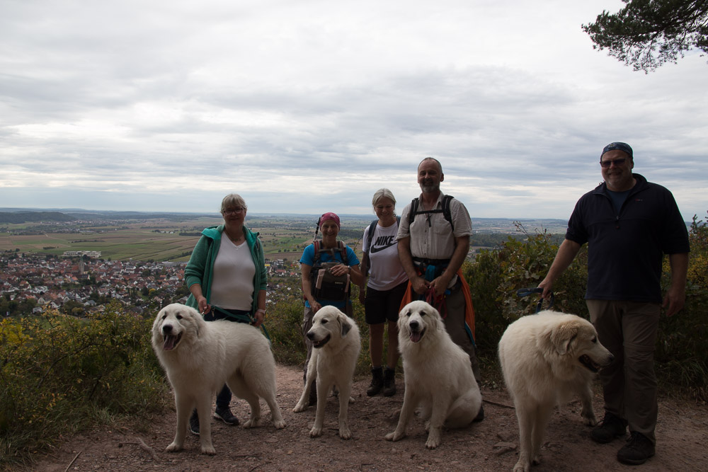 Pyrenäenberghund - 03. Oktober 2021 - Spaziergang Entringen (Schwäbische Alb) - Gruppenbild
