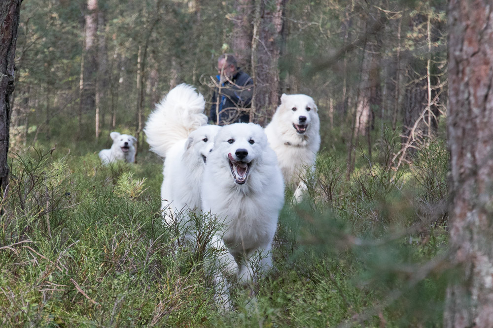Pyrenäenberghund - 17. Oktober 2021 - Trail Spaziergang