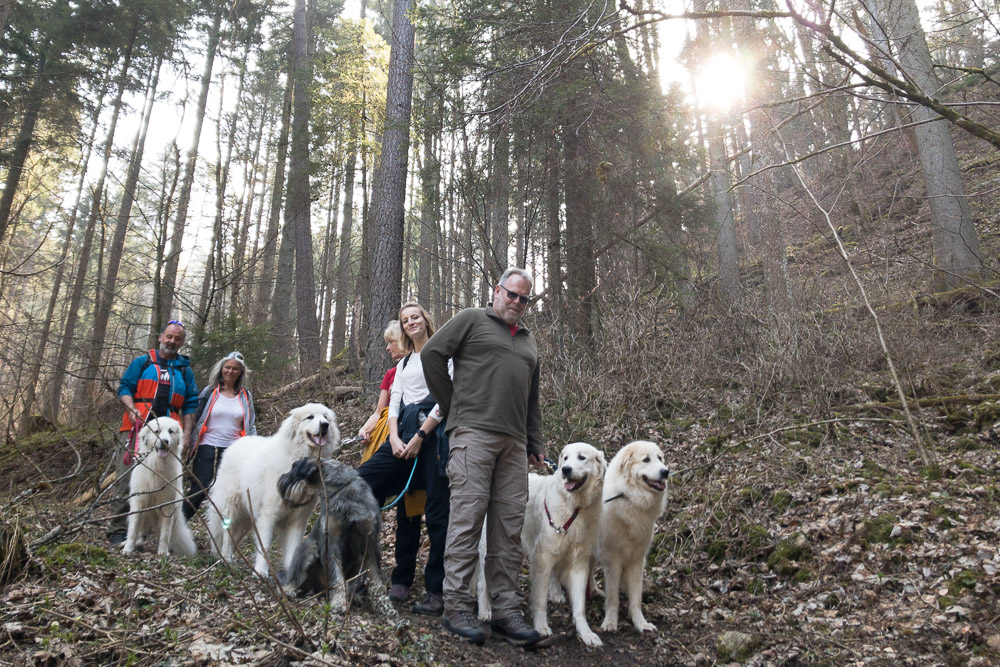 Pyrenäenberghund - 02. April 2021 - Hundespaziergang Schwarzwald (Döggingen)