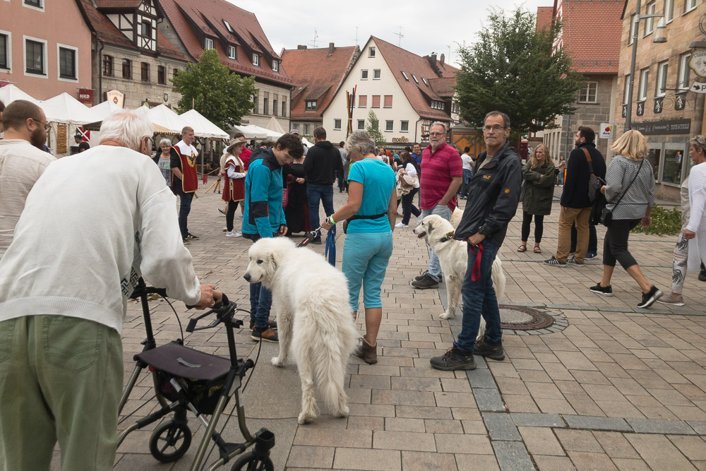 Pyrenäenberghund - 09. Juli 2022 - Besuch in Wallensteins Lager in Altdorf