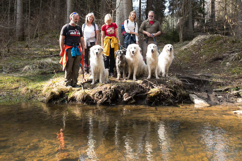 Pyrenäenberghund - 02. April 2021 - Hundespaziergang Schwarzwald (Döggingen) - Gruppenbild