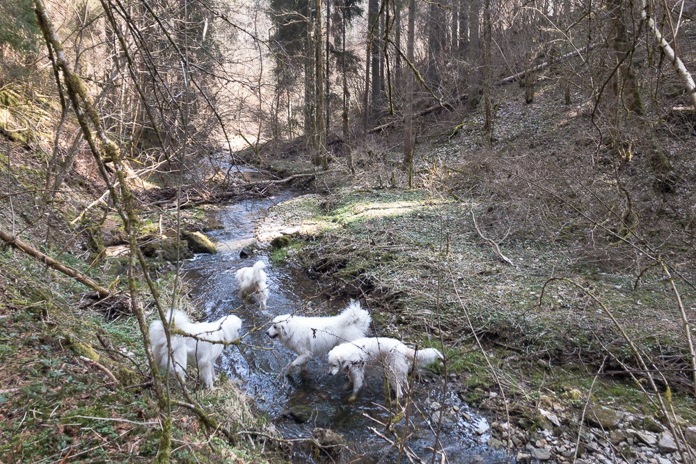 Pyrenäenberghund - 02. April 2021 - Hundespaziergang Schwarzwald (Döggingen)