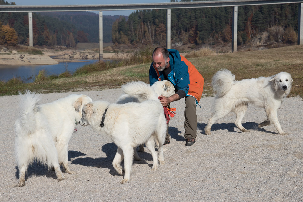 News und Bilder vom Pyrenäenberghund Welpentreffen 2021