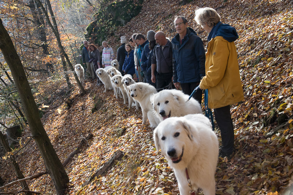 News und Bilder vom Pyrenäenberghund Welpentreffen 2021 - Gruppenbild
