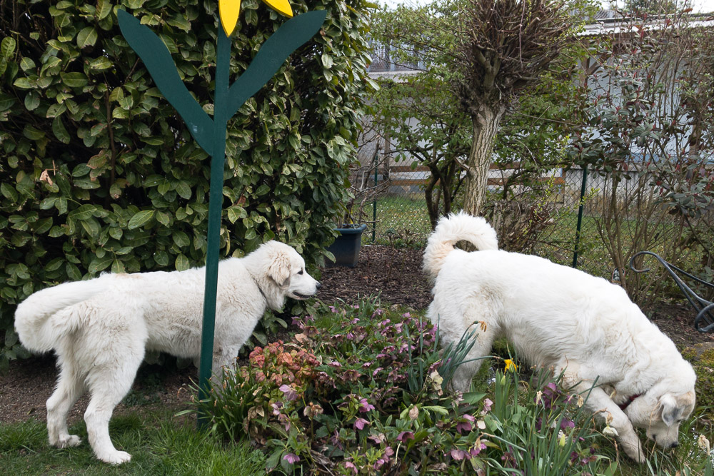 Pyrenäenberghund - 14. April 2021 - Zu Besuch bei Gerome
