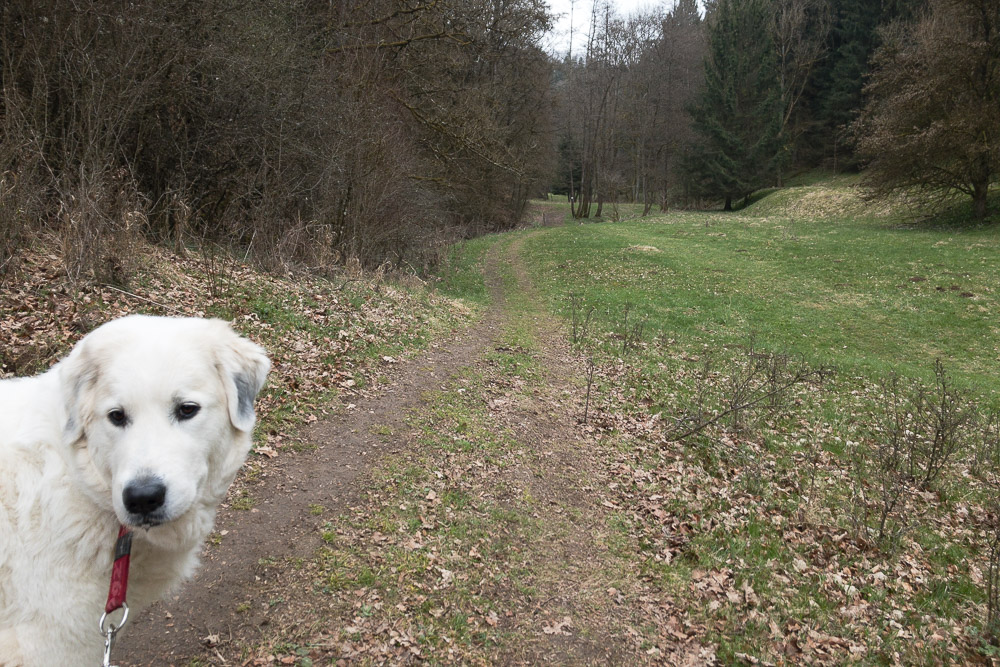 Pyrenäenberghund - 18. April 2021 - Spaziergang Eckeltshof