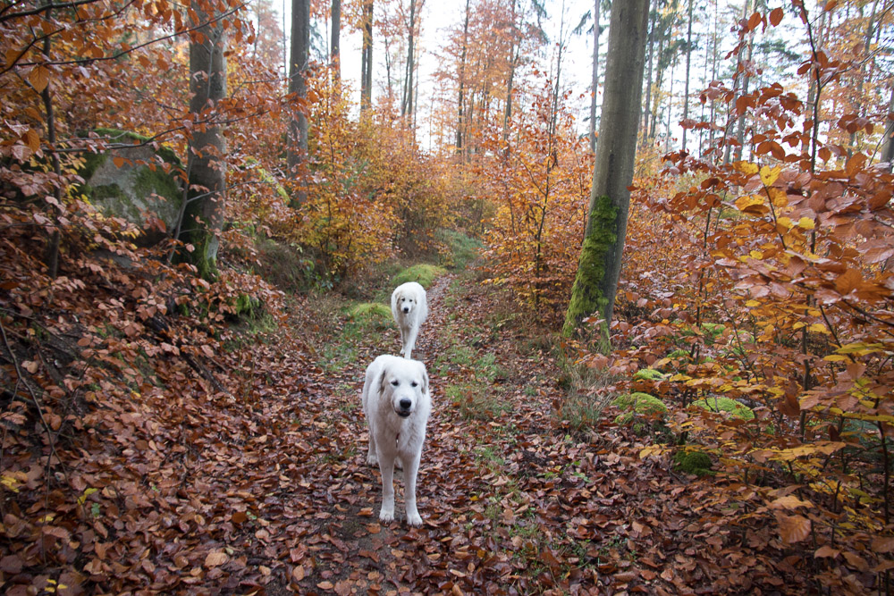 News und Bilder vom Pyrenäenberghund Welpentreffen 2021