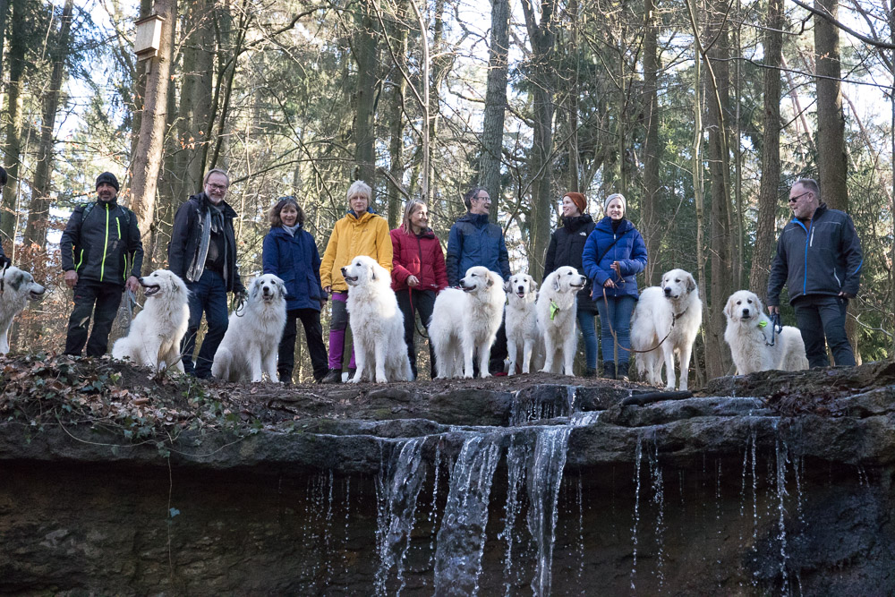 Pyrenäenberghund - 12. Februar 2022 - Spaziergang am Moritzberg - Gruppenbild
