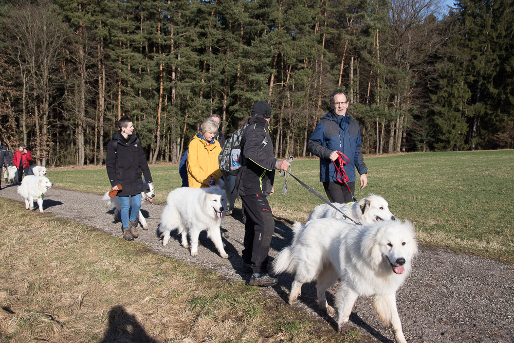 Pyrenäenberghund - 12. Februar 2022 - Spaziergang am Moritzberg