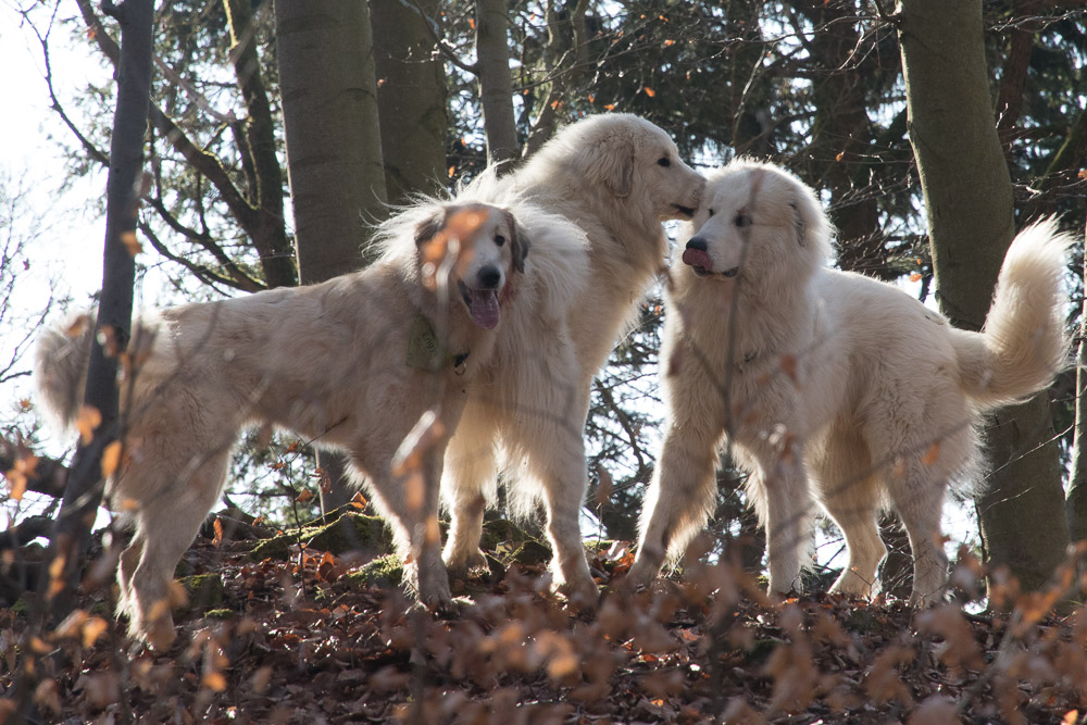 Pyrenäenberghund - 13. - 18. Februar 2022 - Besuch von Gaspard