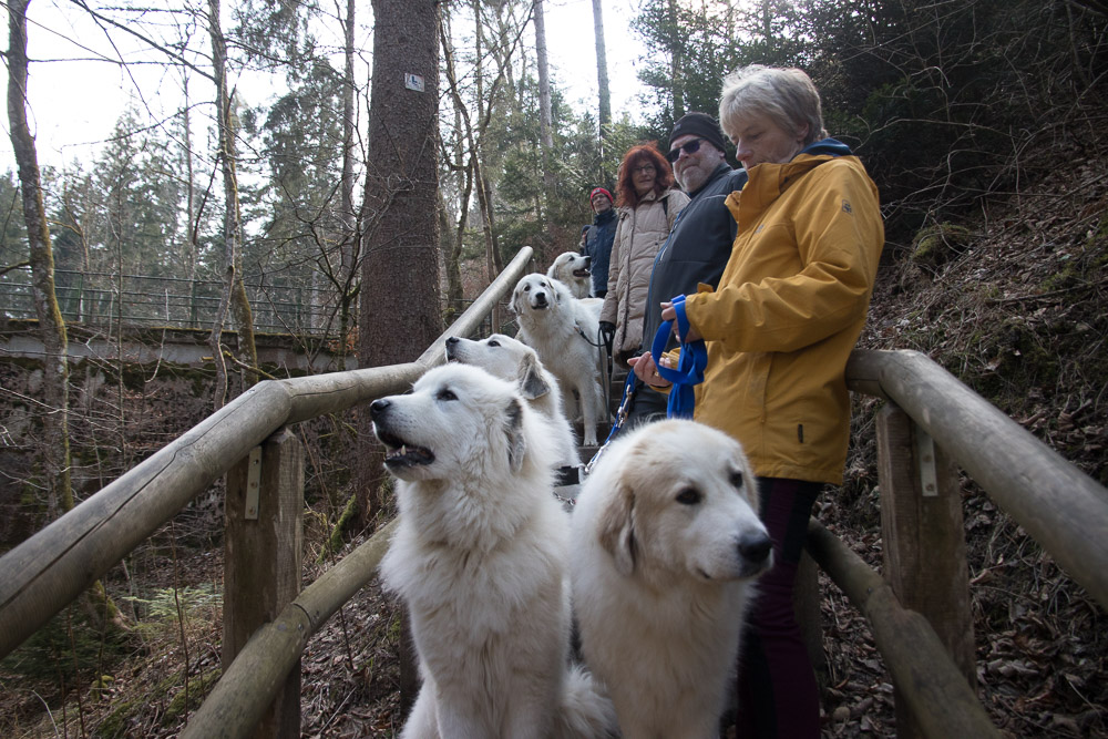 Pyrenäenberghund - 06. März 2022 - Spaziergang Landsberg am Lech