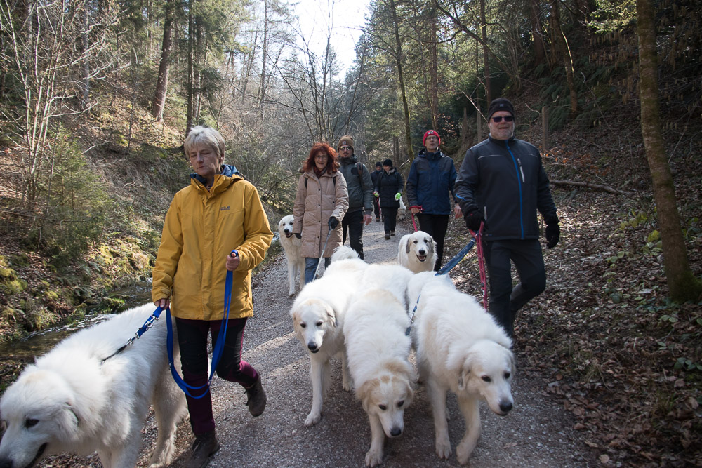 Pyrenäenberghund - 06. März 2022 - Spaziergang Landsberg am Lech