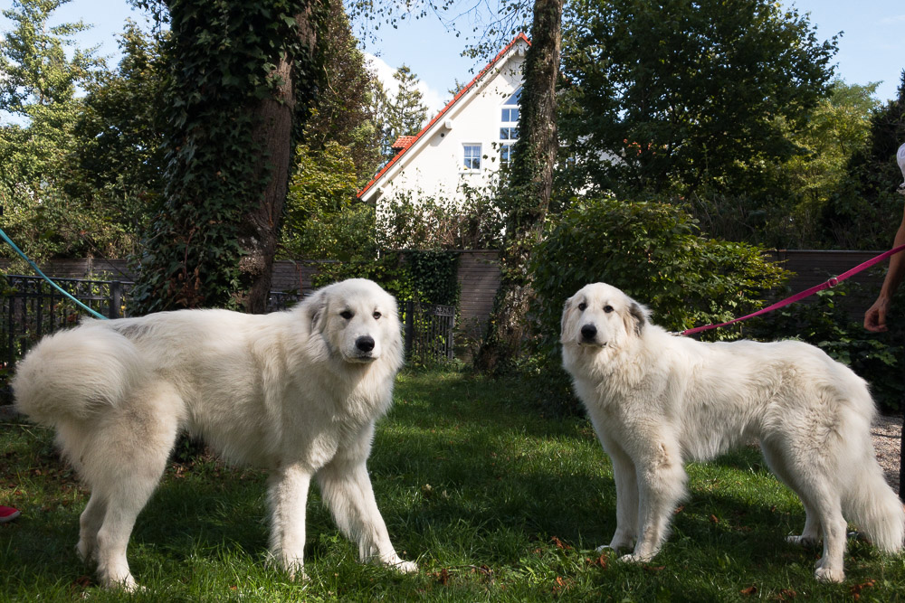 Pyrenäenberghund - 03. September 2022 - Körung von Gaston, (G)Emma und Giselle in München