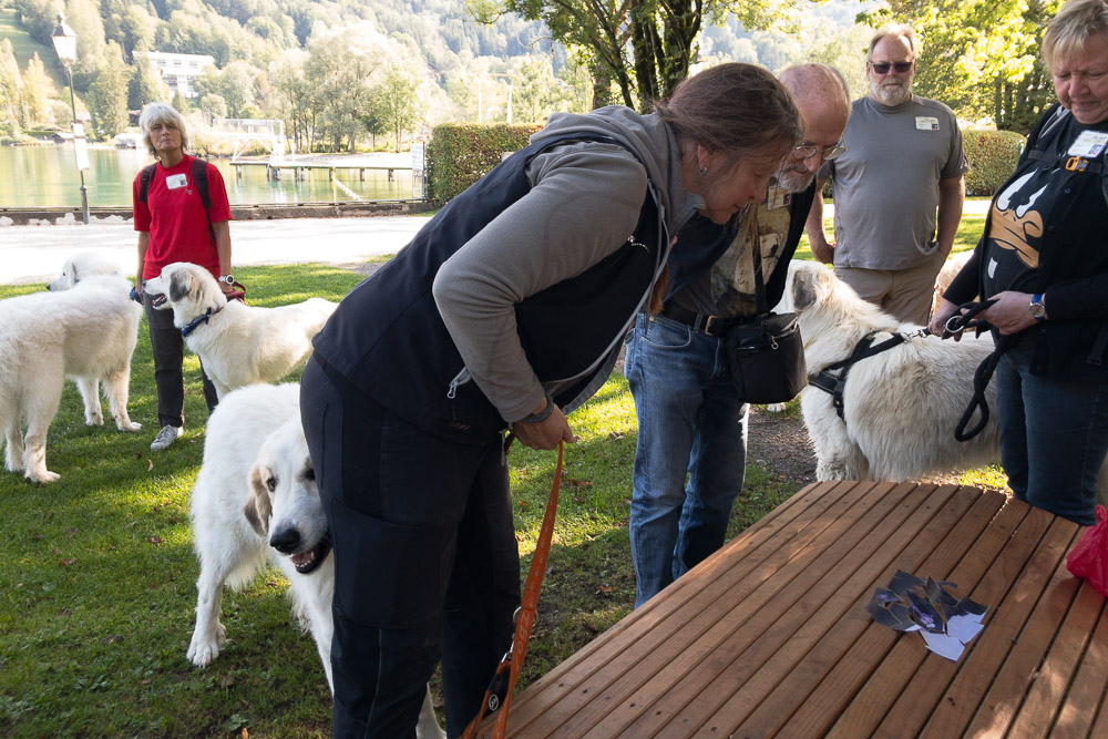 Pyrenäenberghund - 04. September 2022 - Pyri-Spaziergang einmal anders am Tegernsee