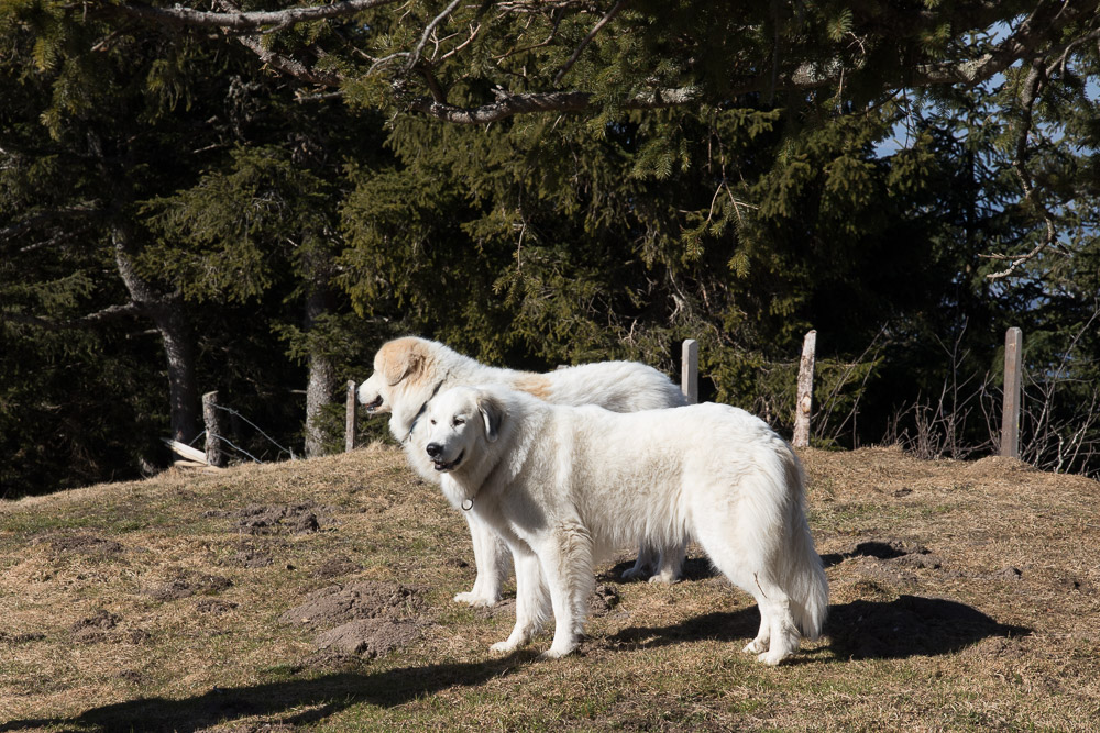 Pyrenäenberghund - 19. März 2022 - Héloise / Dévi werden Uroma / Oma