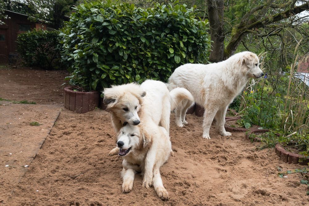 Pyrenäenberghund - 16. Mai 2021 - Besuch von Grisu