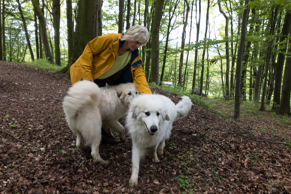 Pyrenäenberghund - 18. Mai 2021 - Besuch von Fuchur und Sam