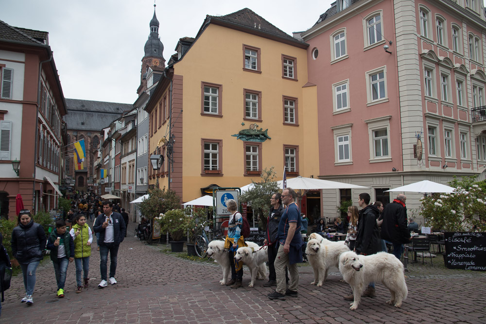 Pyrenäenberghund - 01. Mai 2022 - Spaziergang Heidelberg
