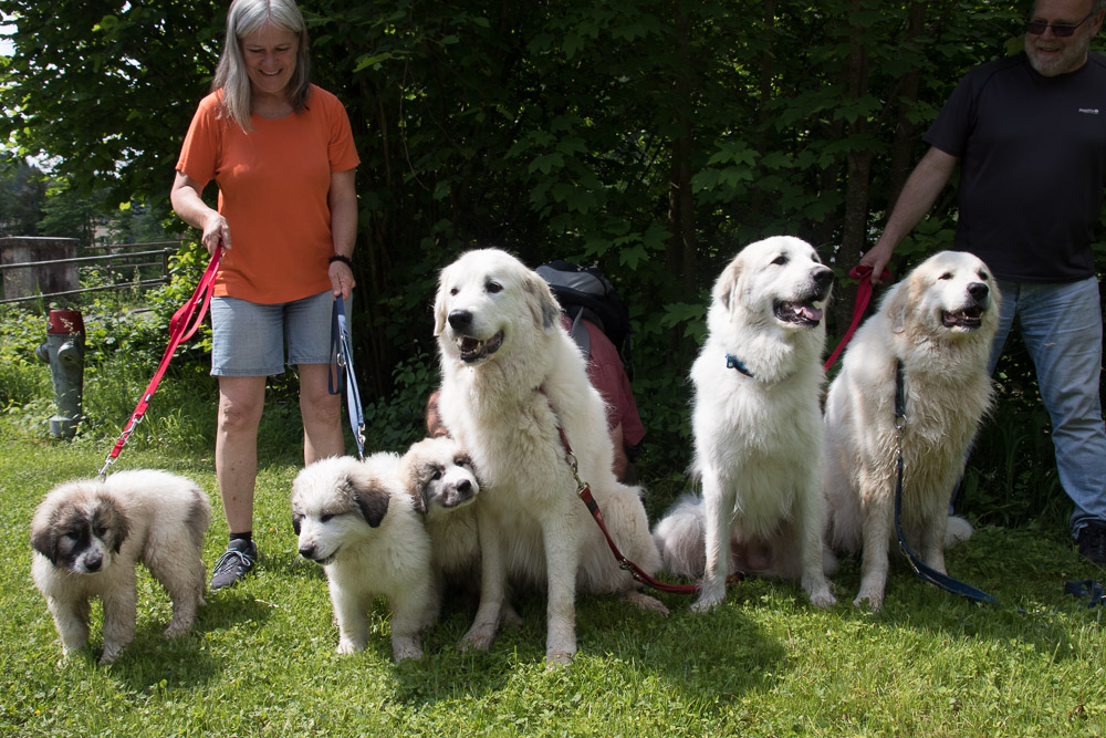 Pyrenäenberghund - 20.-22. Mai 2022 - Zu Besuch bei Faina - Gruppenbild
