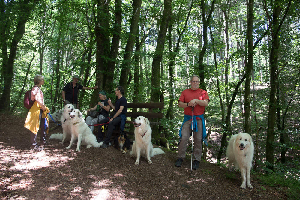 Pyrenäenberghund - 03. - 06. Juni 2022 - Zu Besuch bei Ghislaine alias Ghili in der Eifel