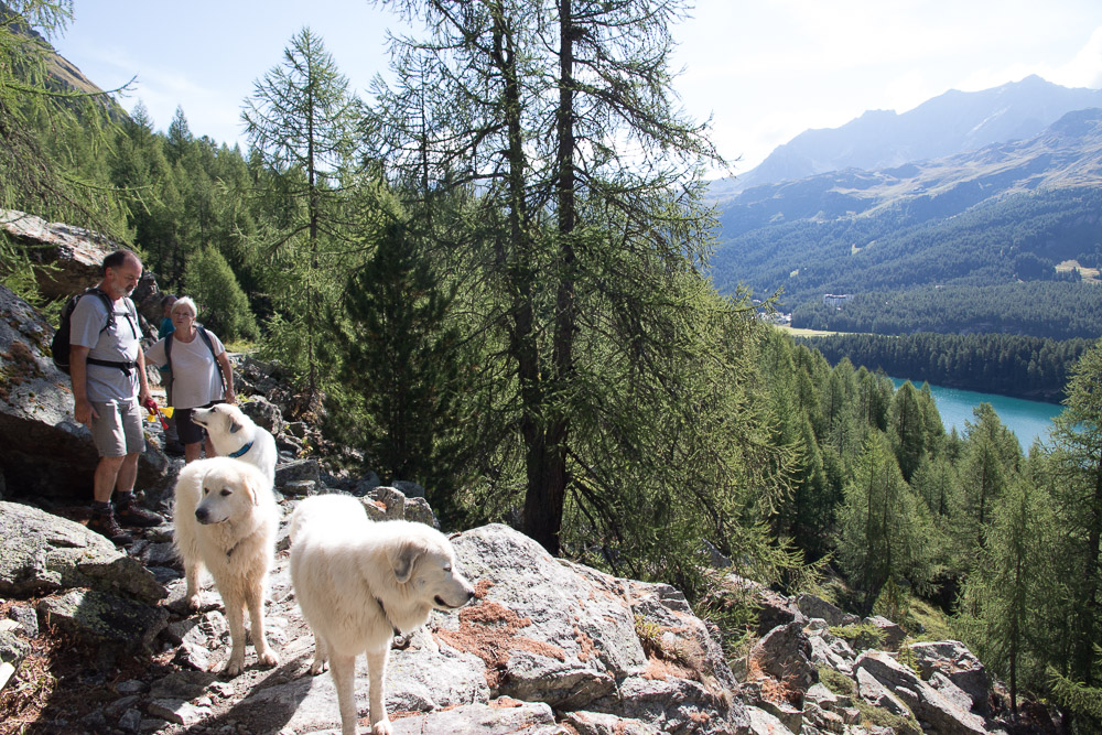 Pyrenäenberghund - 1. Juli - 06. August 2022 - Zu Besuch bei Faina im Engadin (Schweiz)