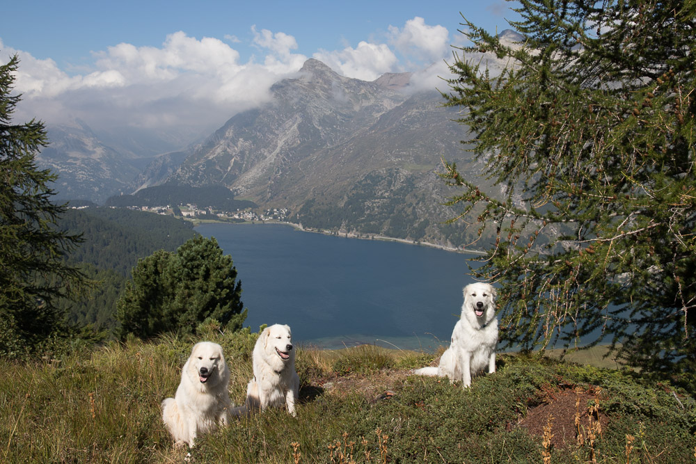 Pyrenäenberghund - 1. Juli - 06. August 2022 - Zu Besuch bei Faina im Engadin (Schweiz)