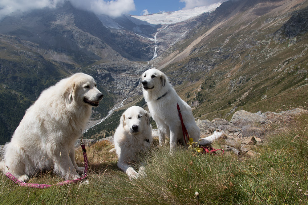 Pyrenäenberghund - 1. Juli - 06. August 2022 - Zu Besuch bei Faina im Engadin (Schweiz) - Gruppenbild