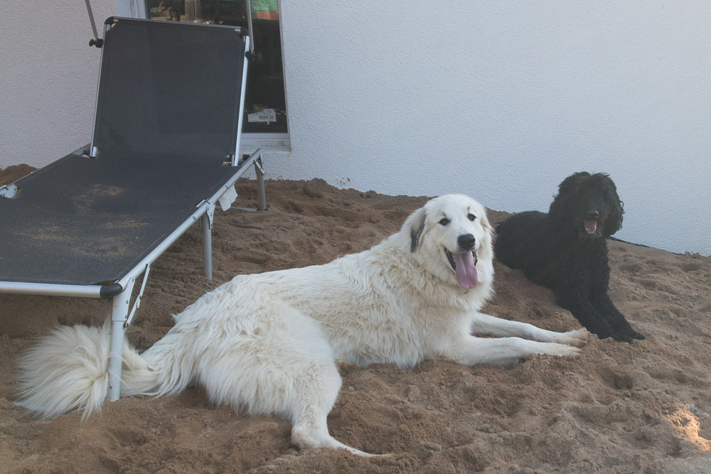 Pyrenäenberghund - 13. - 22. August 2021 - Giselle macht Urlaub bei uns