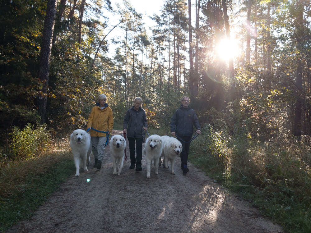 Pyrenäenberghund - 20. Oktober 2021 - Spaziergang Leinburg - Gruppenbild