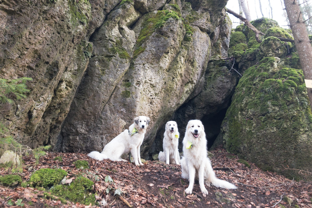 Pyrenäenberghund - 02. Januar 2022 - Spaziergang Kallmünz - Gruppenbild