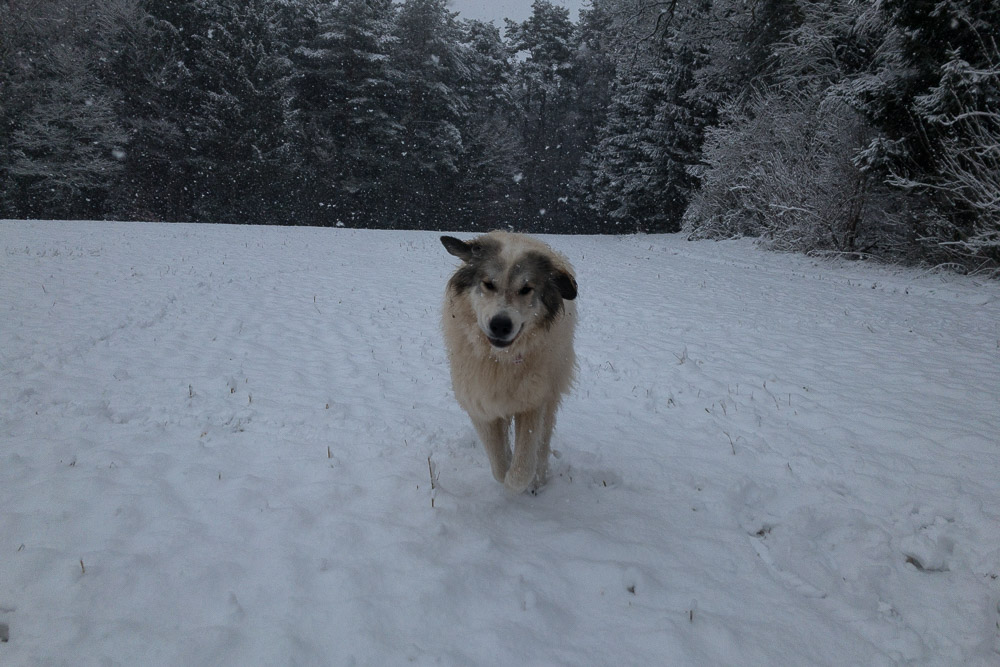 Pyrenäenberghund - 04. bis 17. Januar 2022 - Filip mach Urlaub bei uns