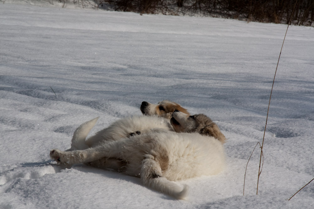 Pyrenäenberghund - Welpenspaziergang Februar 2010 - Kuscheln im Schnee