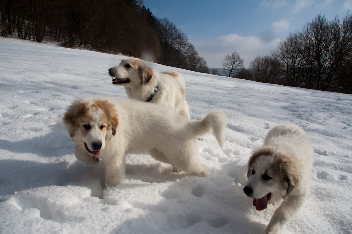 Pyrenäenberghund - Welpenspaziergang Februar 2010 - Ariadne mit Cyrano und Claire