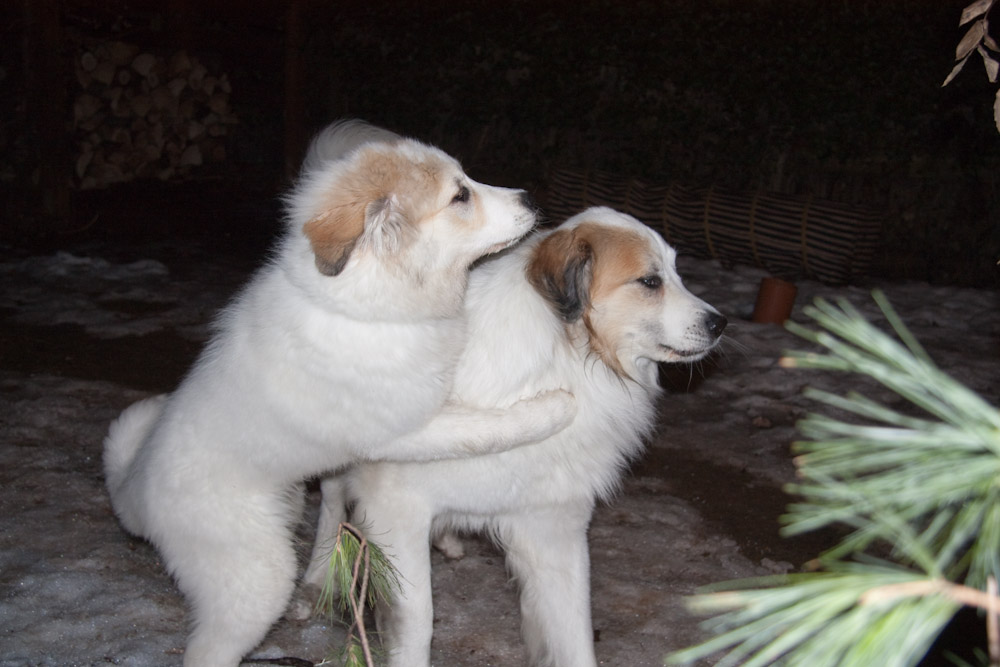 Pyrenäenberghund - Körung Balou Februar 2010 - Balou mit Cyrano - na also, geht doch ...